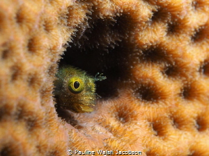 Spinyhead Blenny, Acanthemblemaria spinosa, Bonaire by Pauline Walsh Jacobson 